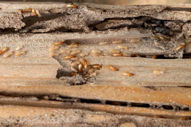 Best Pest Inspection Near Me  in Coopersburg, PA